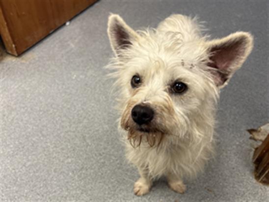 Enlarge SCRAT, a Adoptable Cairn Terrier in Olivehurst, CA image 1/1