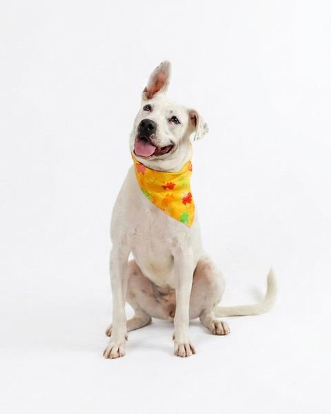 Enlarge Minnie, a Adopted mixed breed in Eglin AFB, FL image 1/1