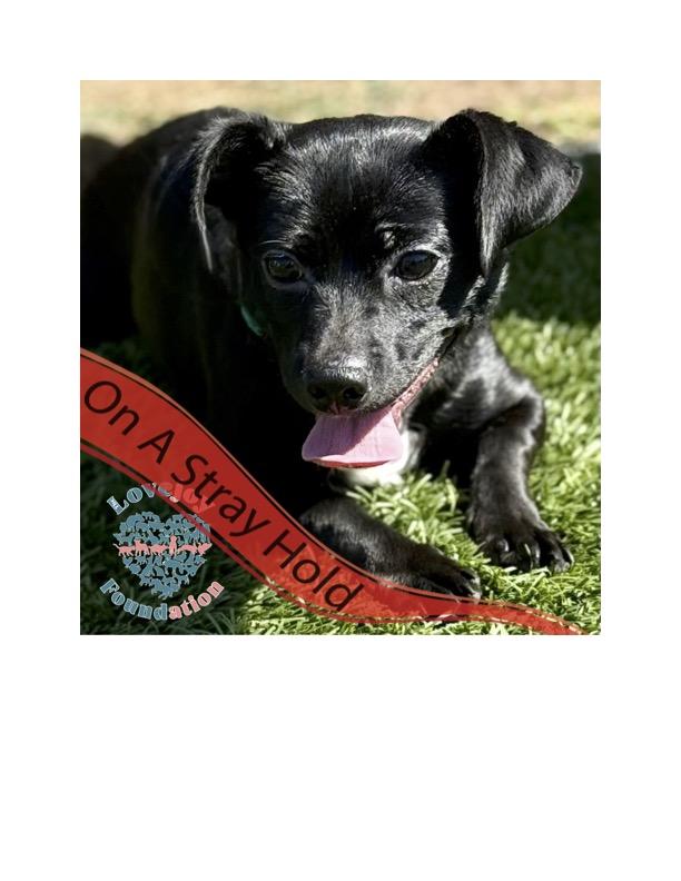 Picasso COH Puggle Dog