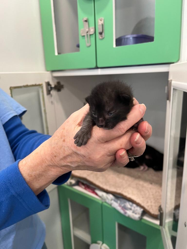 Enlarge Micki, a Adopted mixed breed in Lunenburg, VT image 1/2