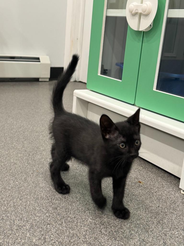 Enlarge Micki, a Adopted mixed breed in Lunenburg, VT image 2/2