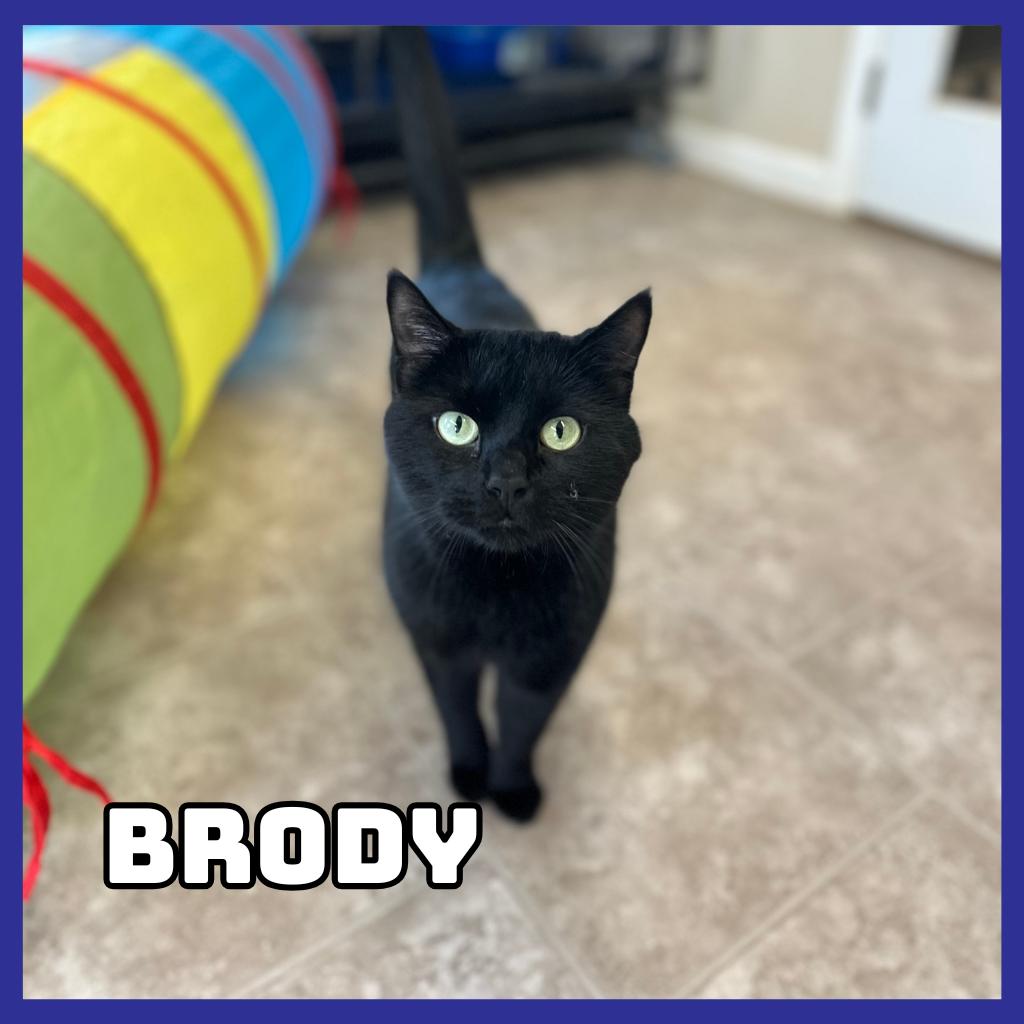 Enlarge Brody, a Adoptable Domestic Short Hair in Glenwood, MN image 1/3