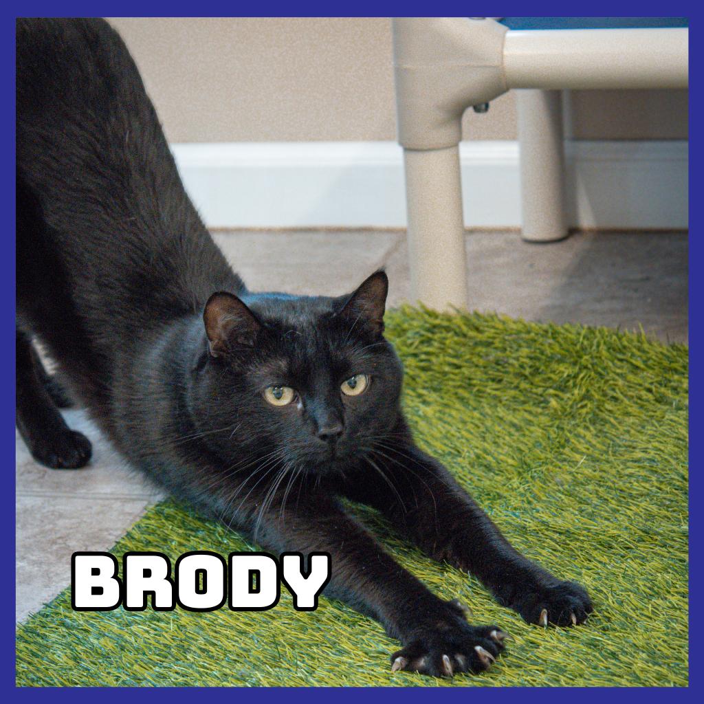 Enlarge Brody, a Adoptable Domestic Short Hair in Glenwood, MN image 2/4