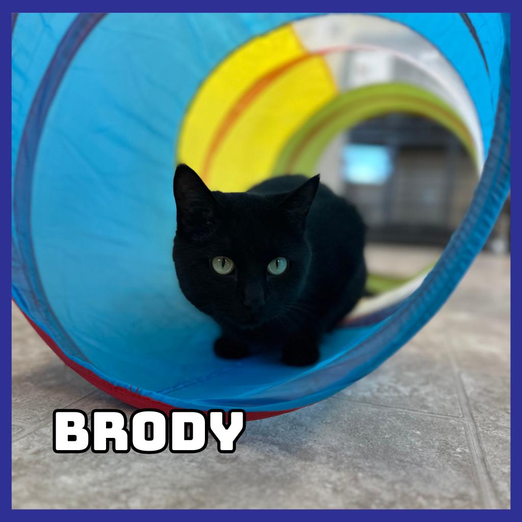 Brody, Adoptable, Adult Male Domestic Short Hair.