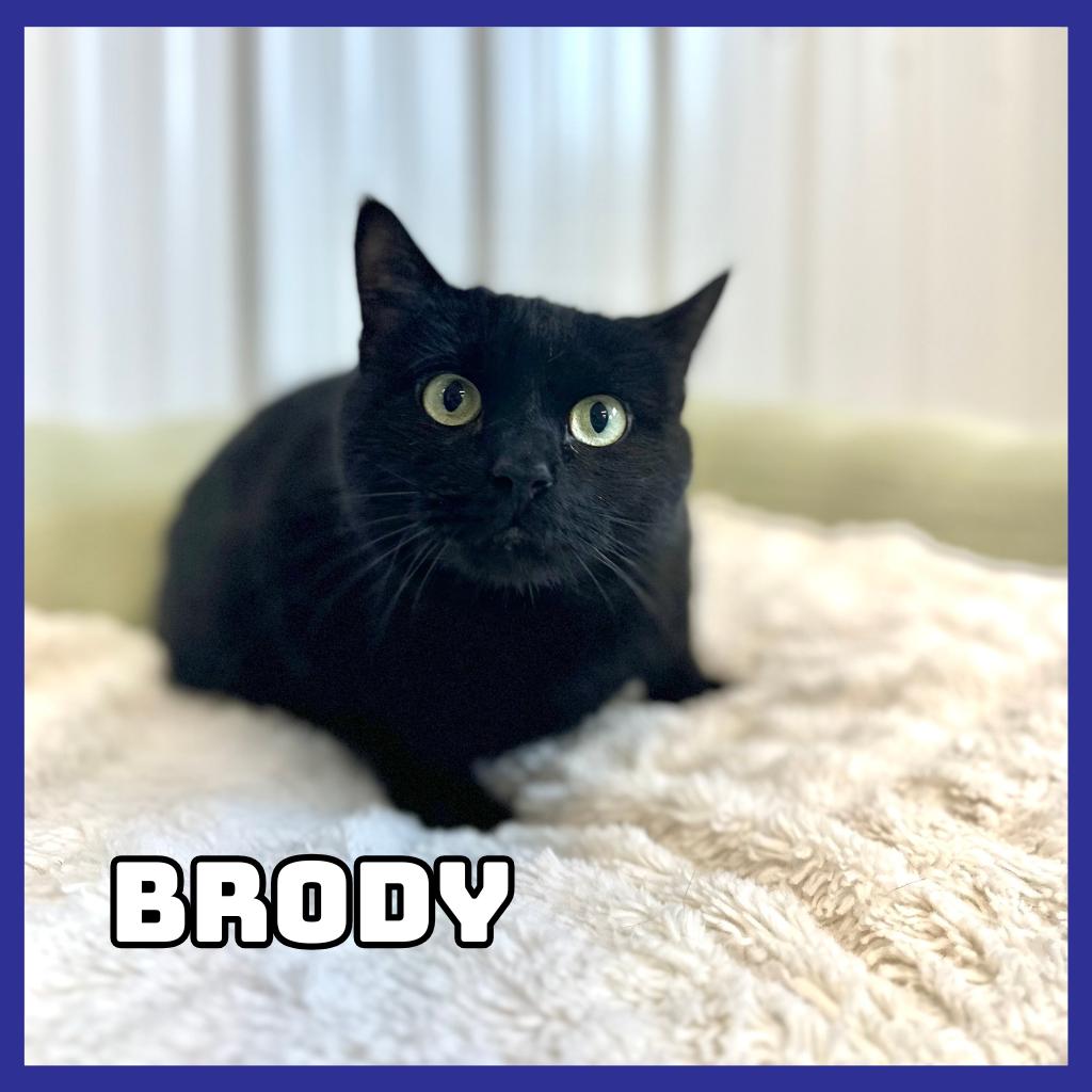 Enlarge Brody, a Adoptable Domestic Short Hair in Glenwood, MN image 3/4