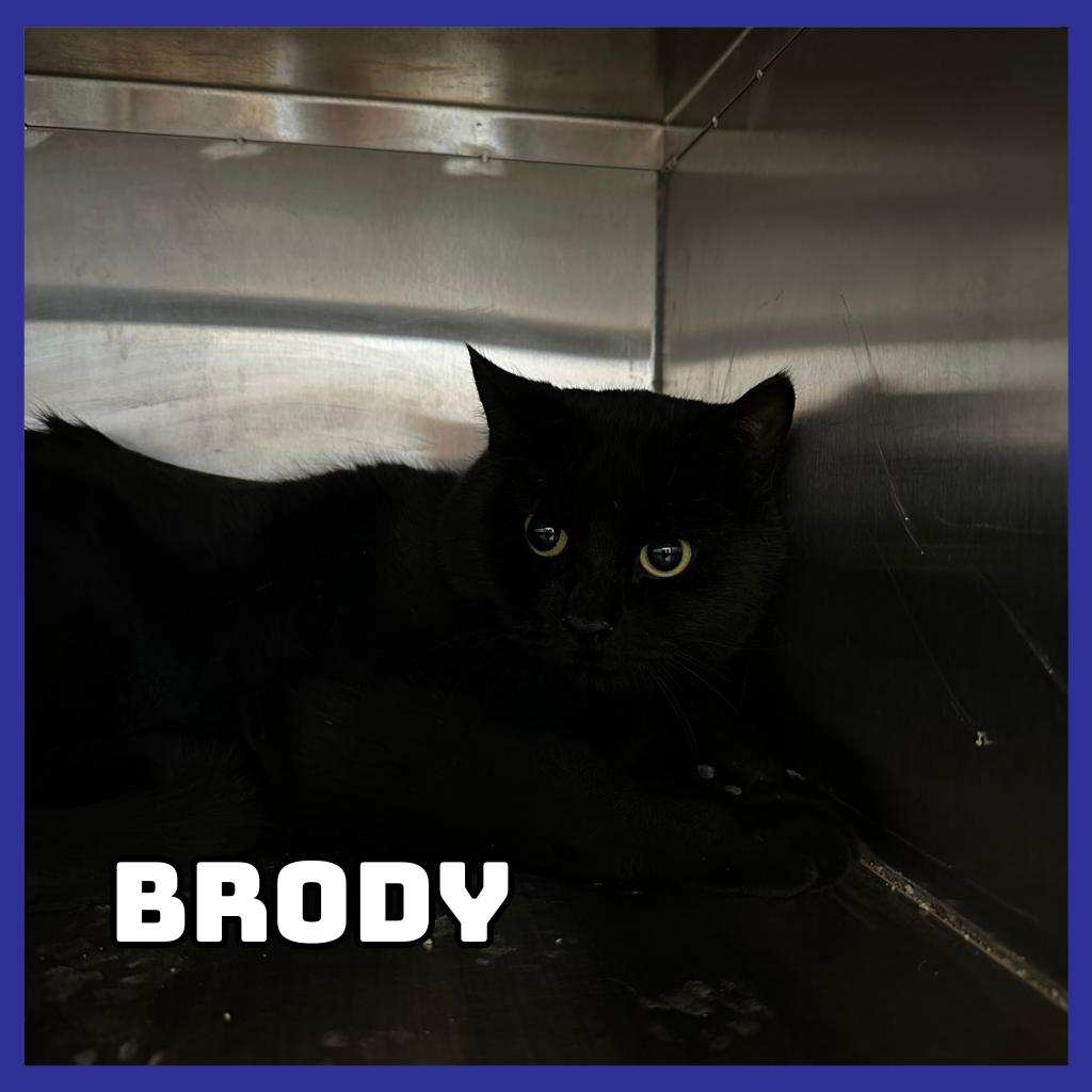 Brody, Adoptable, Adult Male Domestic Short Hair.