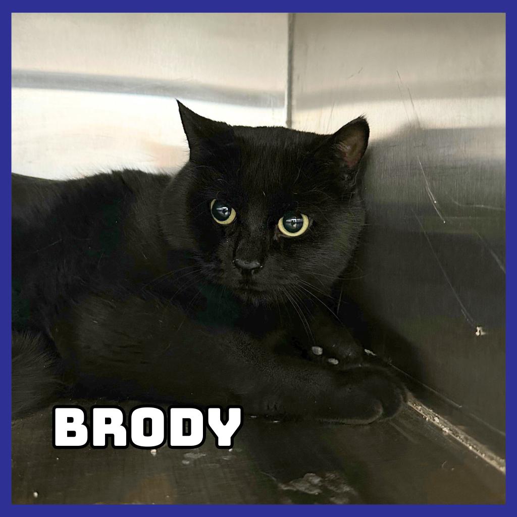 Enlarge Brody, a Adoptable Domestic Short Hair in Glenwood, MN image 2/2