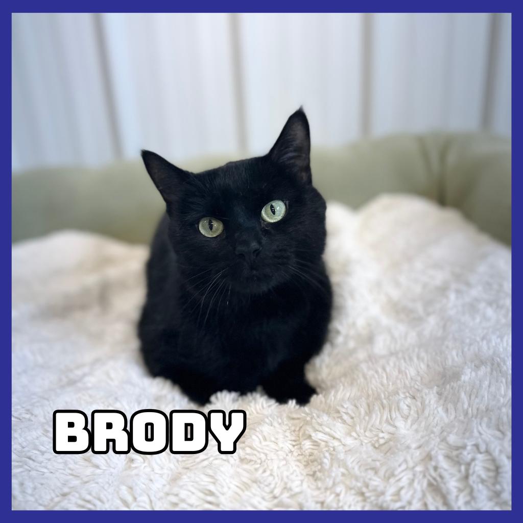 Enlarge Brody, a Adoptable Domestic Short Hair in Glenwood, MN image 4/4