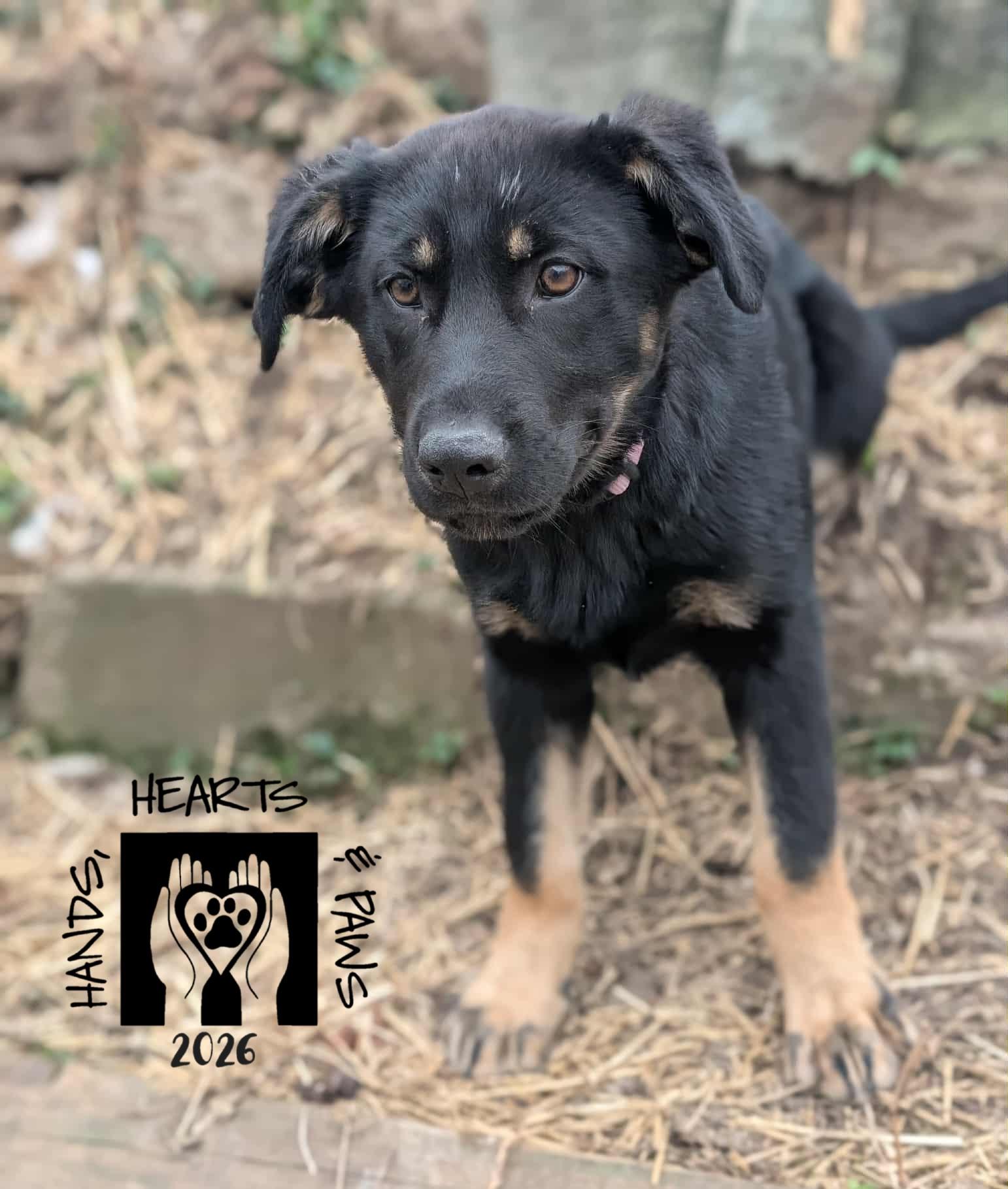 Enlarge Xanthia, a Adoptable German Shepherd Dog in Omaha, NE image 5/5