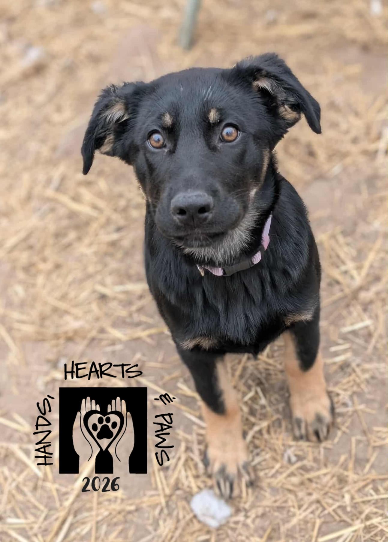 Enlarge Xanthia, a Adoptable German Shepherd Dog in Omaha, NE image 4/5