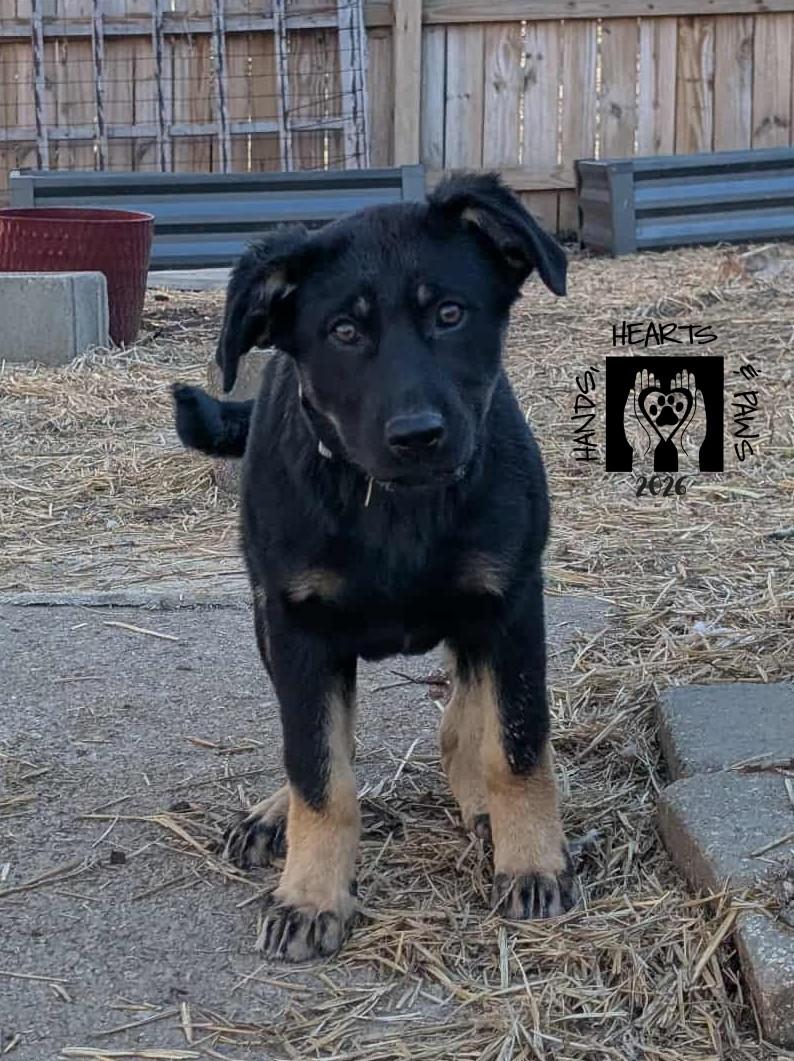 Enlarge Xanthia, a Adoptable German Shepherd Dog in Omaha, NE image 3/5