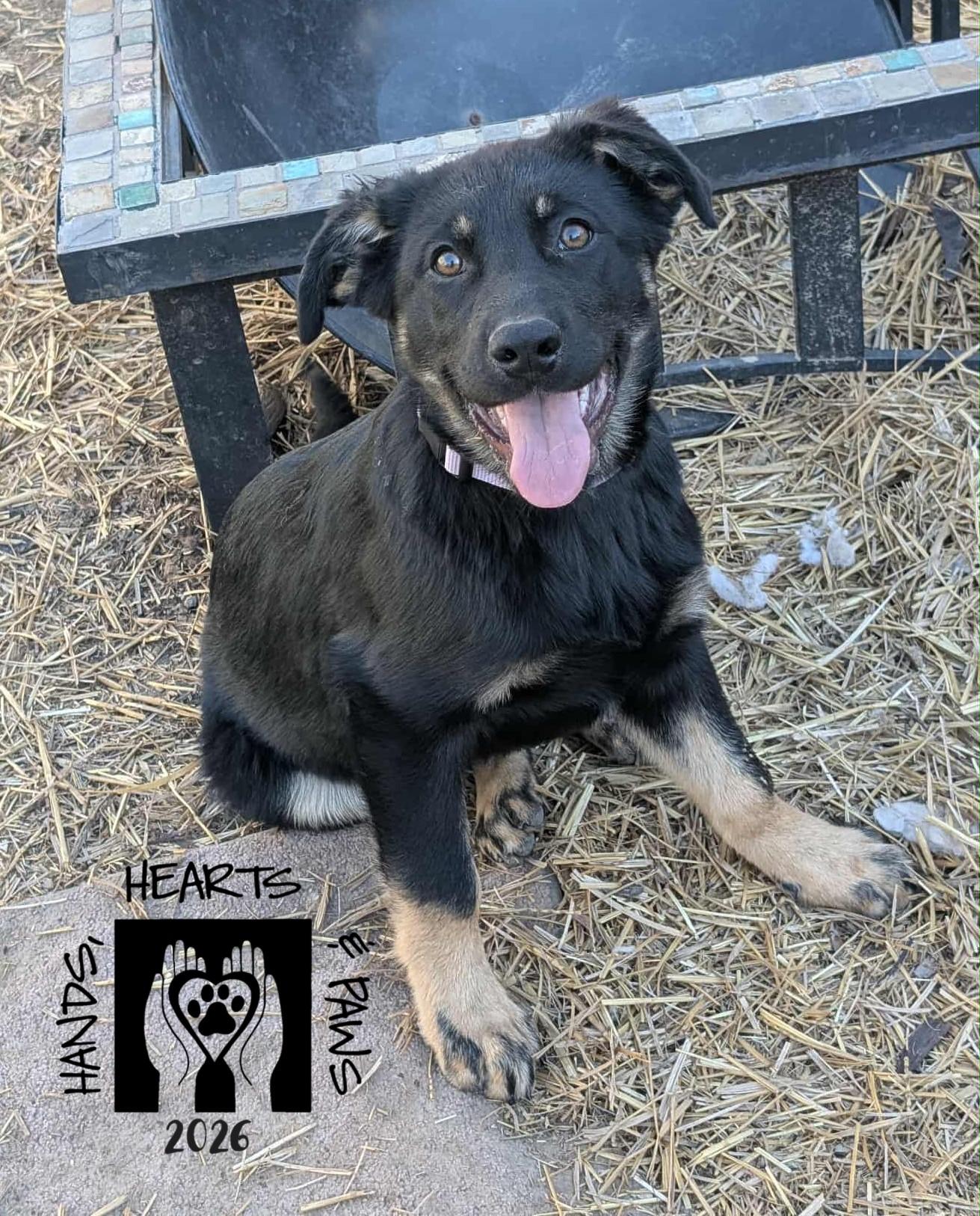 Enlarge Xanthia, a Adoptable German Shepherd Dog in Omaha, NE image 2/5