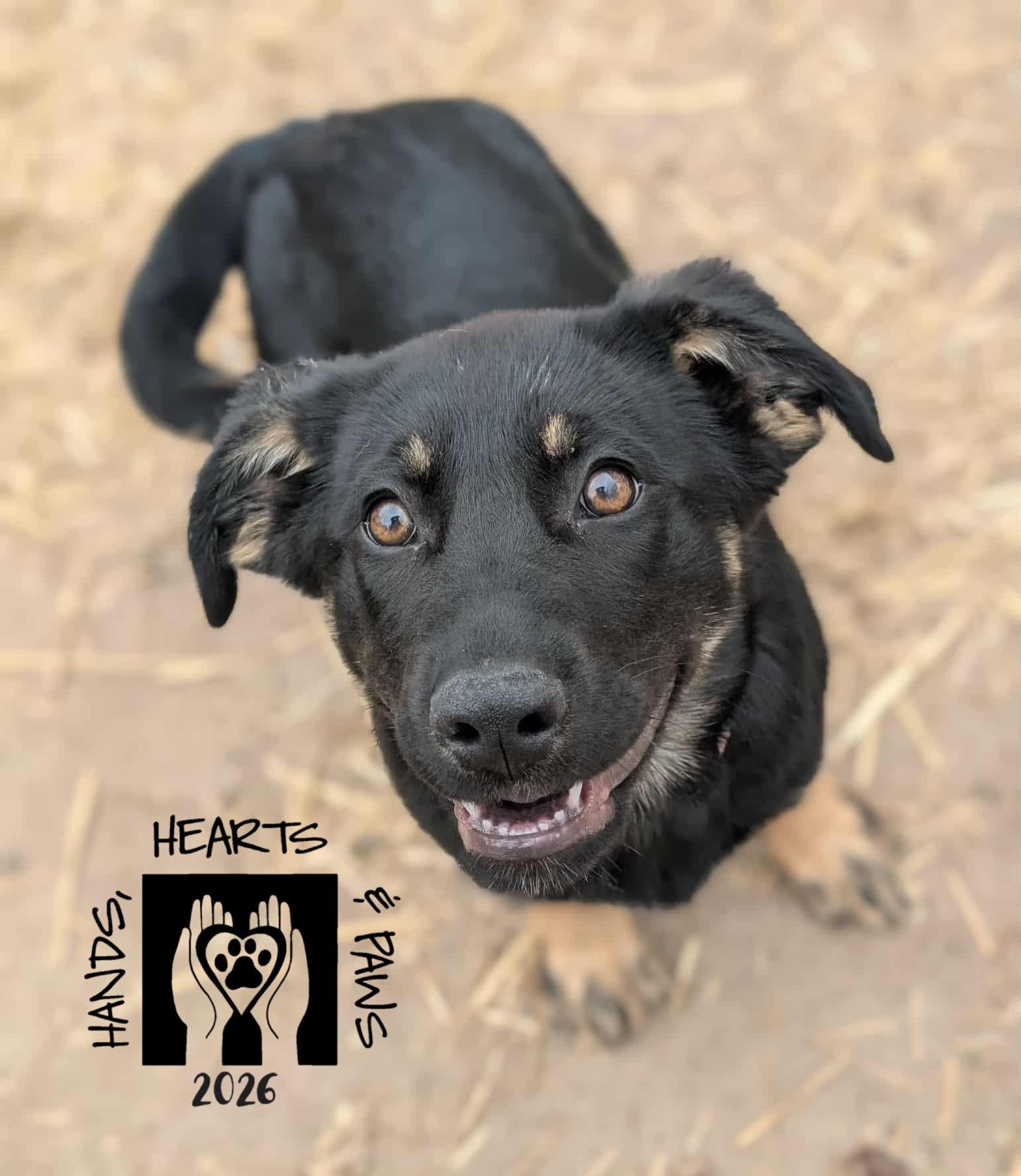 Xanthia, Adoptable, Puppy Female German Shepherd Dog.