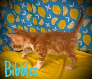 Enlarge Bibbles, a Adoptable mixed breed in Pleasanton, TX image 1/2