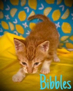 Enlarge Bibbles, a Adoptable mixed breed in Pleasanton, TX image 2/2