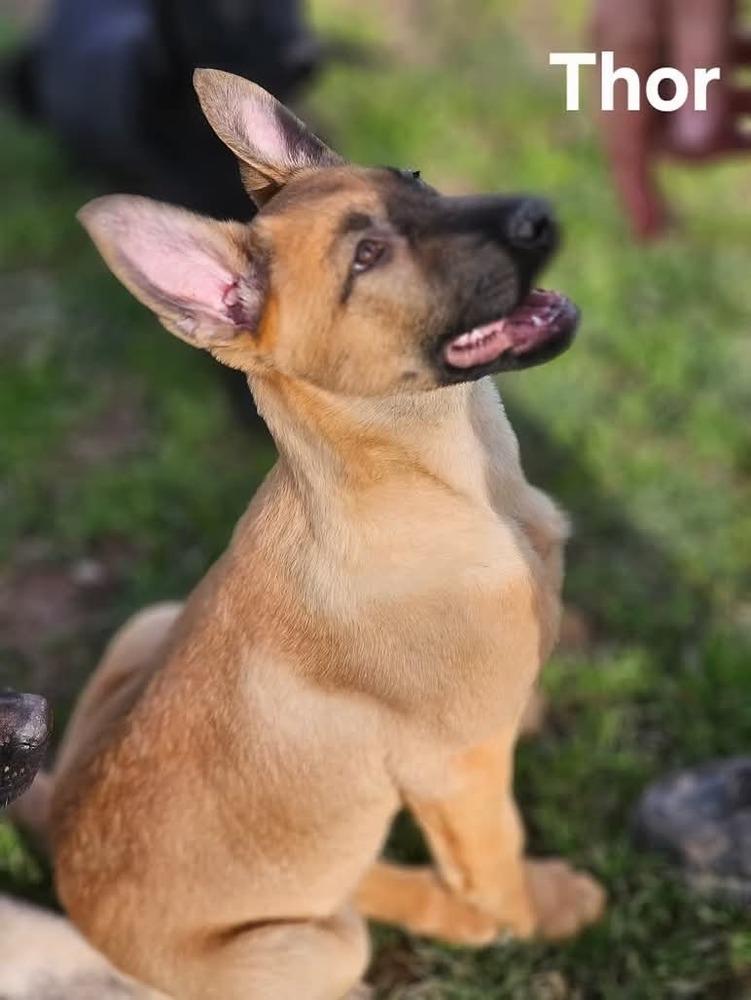 Thor, Adoptable, Puppy Male Dutch Shepherd & Belgian Shepherd / Malinois.