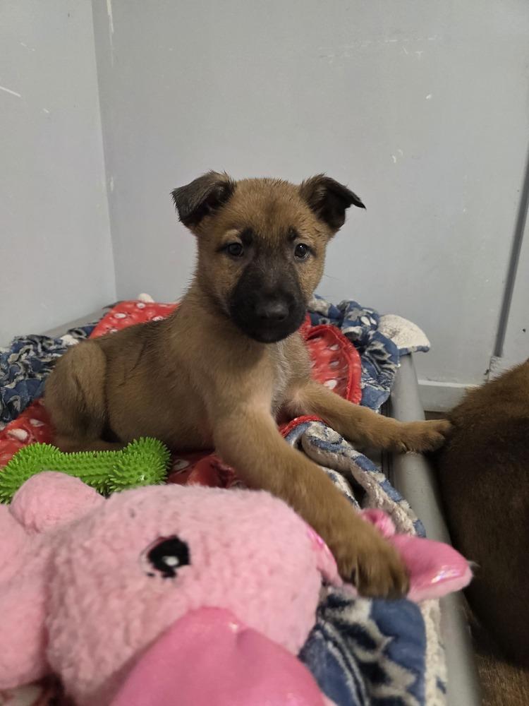 Enlarge Thor, a Adoptable mixed breed in Santa Rosa, CA image 2/6