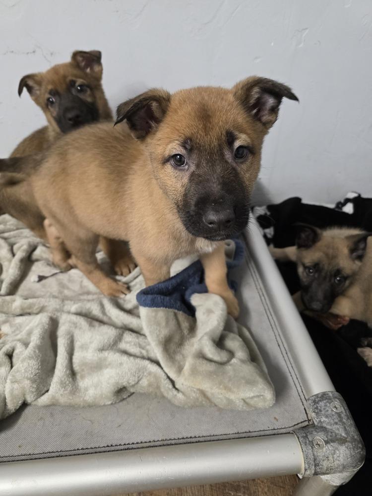 Enlarge Thor, a Adoptable mixed breed in Santa Rosa, CA image 3/6