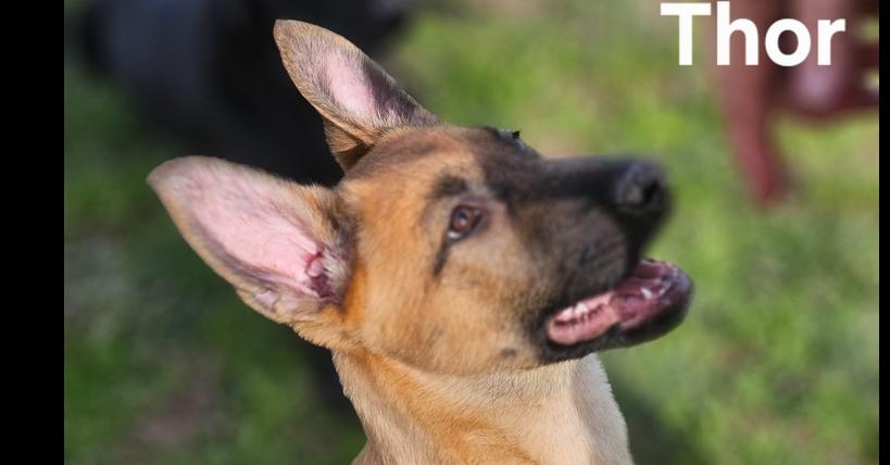 Enlarge Thor, a Adoptable mixed breed in Santa Rosa, CA image 4/6