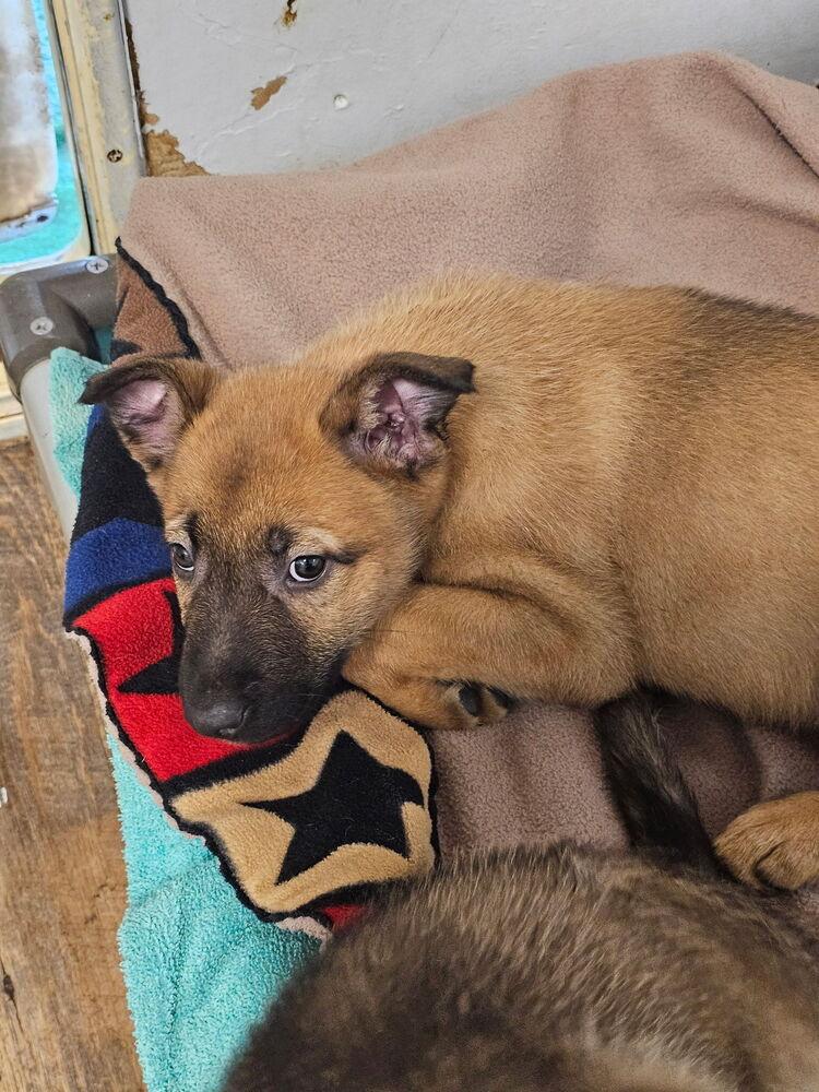 Thor, Adoptable, Puppy Male Dutch Shepherd & Belgian Shepherd / Malinois.