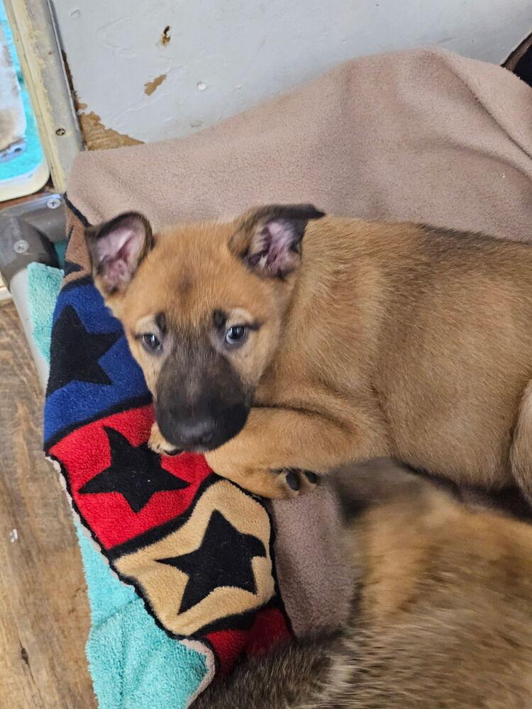 Enlarge Thor, a Adoptable mixed breed in Santa Rosa, CA image 6/6