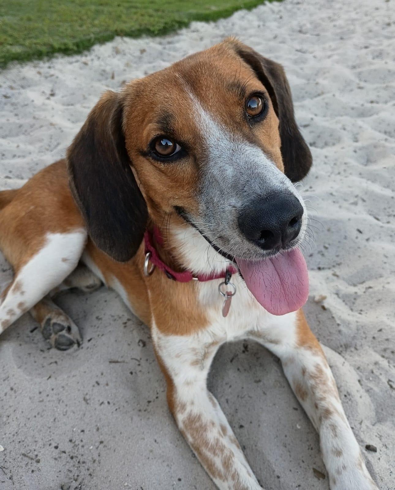 Finn IV, Adoptable, Young Male Beagle & Hound.