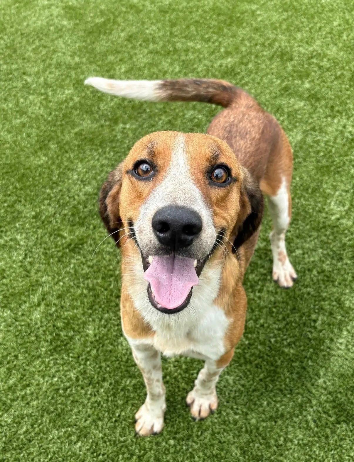 Finn IV, Adoptable, Young Male Beagle & Hound.