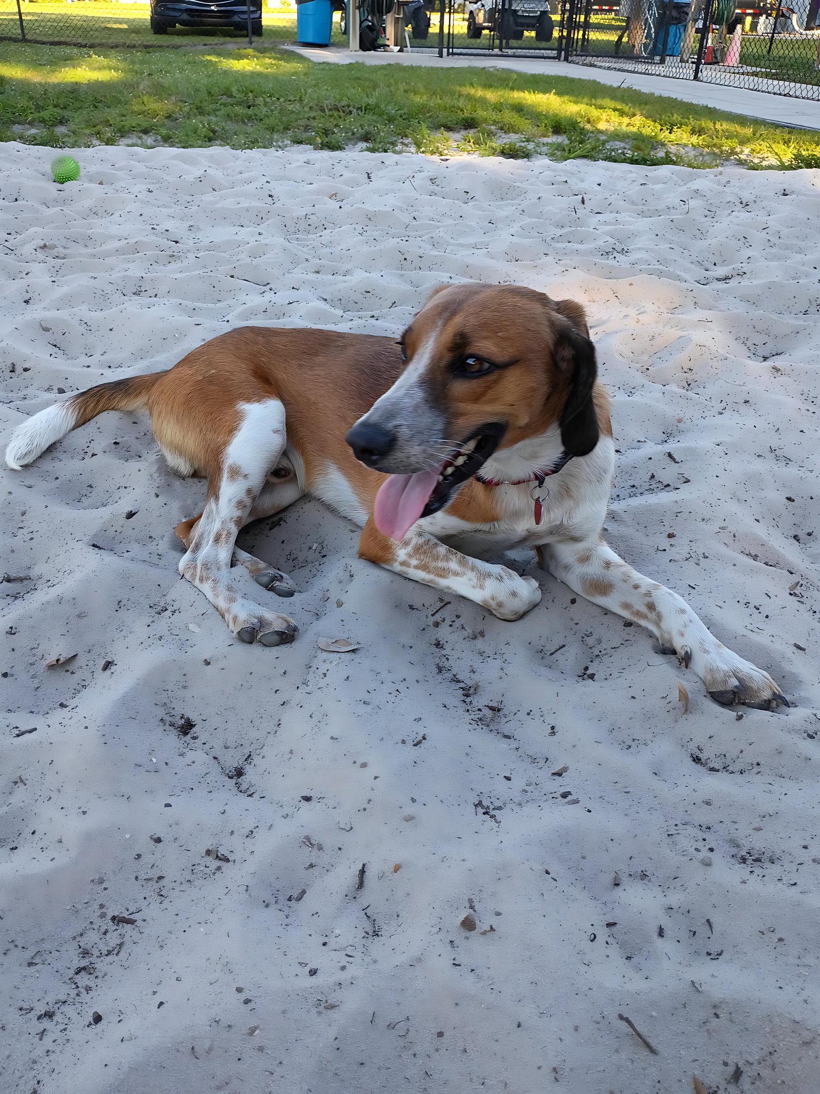 Enlarge Finn IV, a Adoptable mixed breed in Dunnellon, FL image 2/3