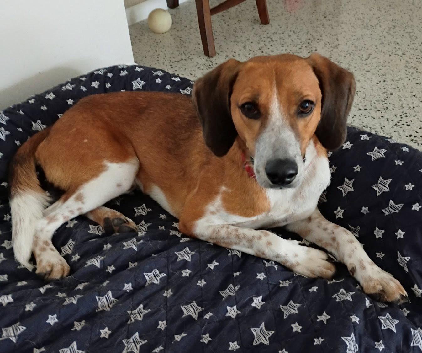 Finn IV, a Adoptable mixed breed in Dunnellon, FL image 2/3