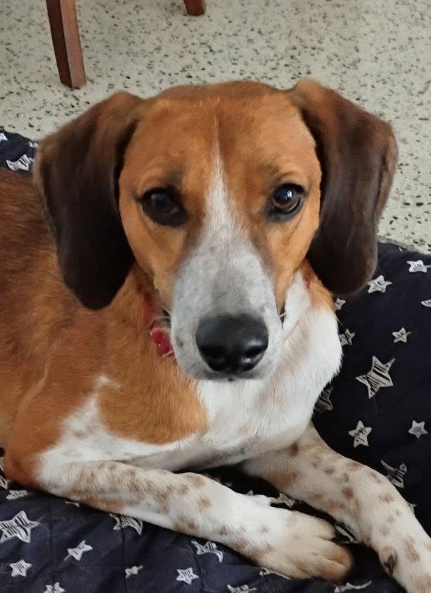 Finn IV, a Adoptable mixed breed in Dunnellon, FL image 3/3