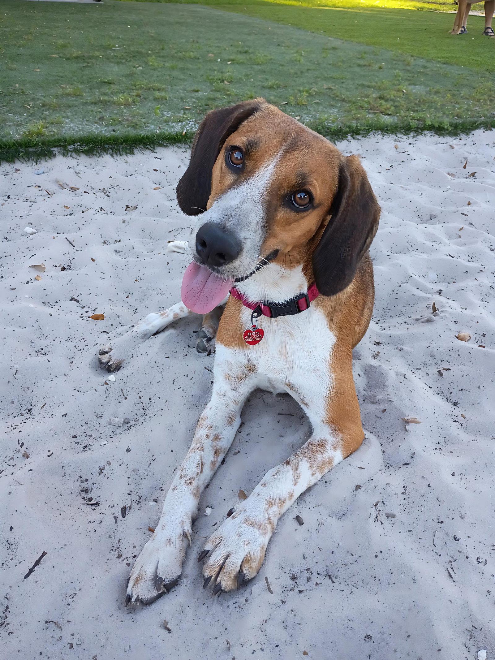 Enlarge Finn IV, a Adoptable mixed breed in Dunnellon, FL image 3/3