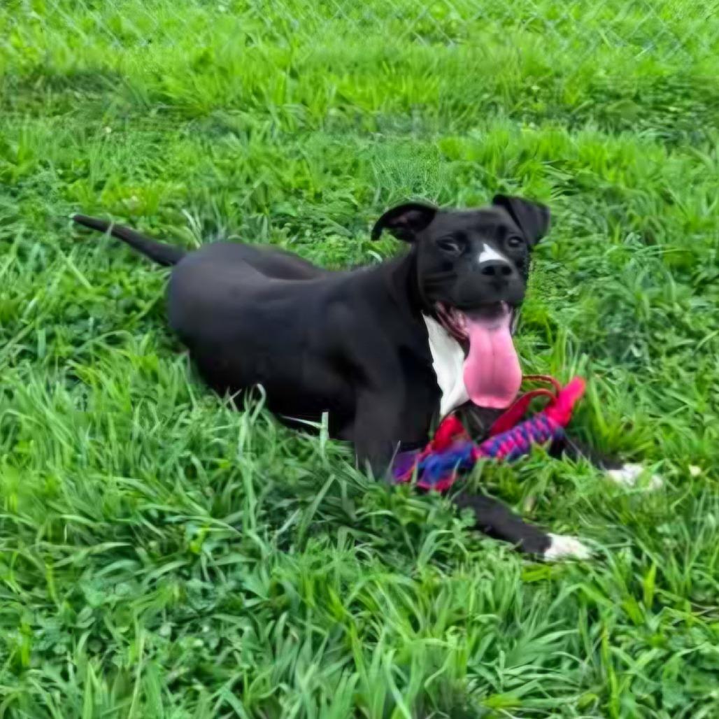 Bob, a Adoptable mixed breed in Madisonville, TN image 1/2