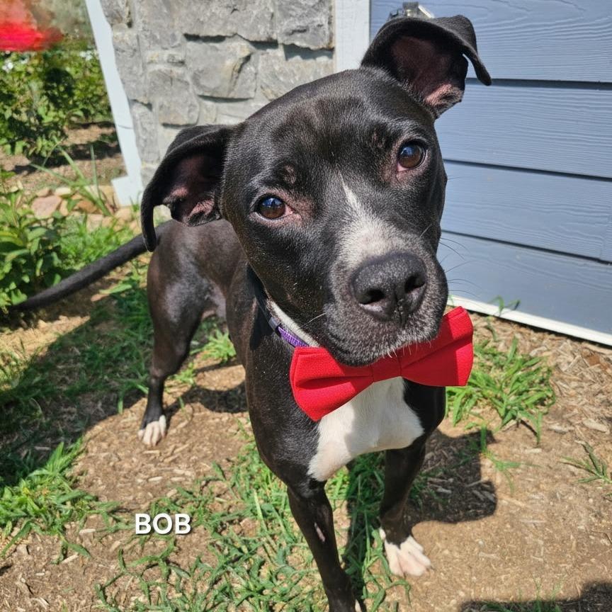 Bob, a Adoptable mixed breed in Madisonville, TN image 2/2