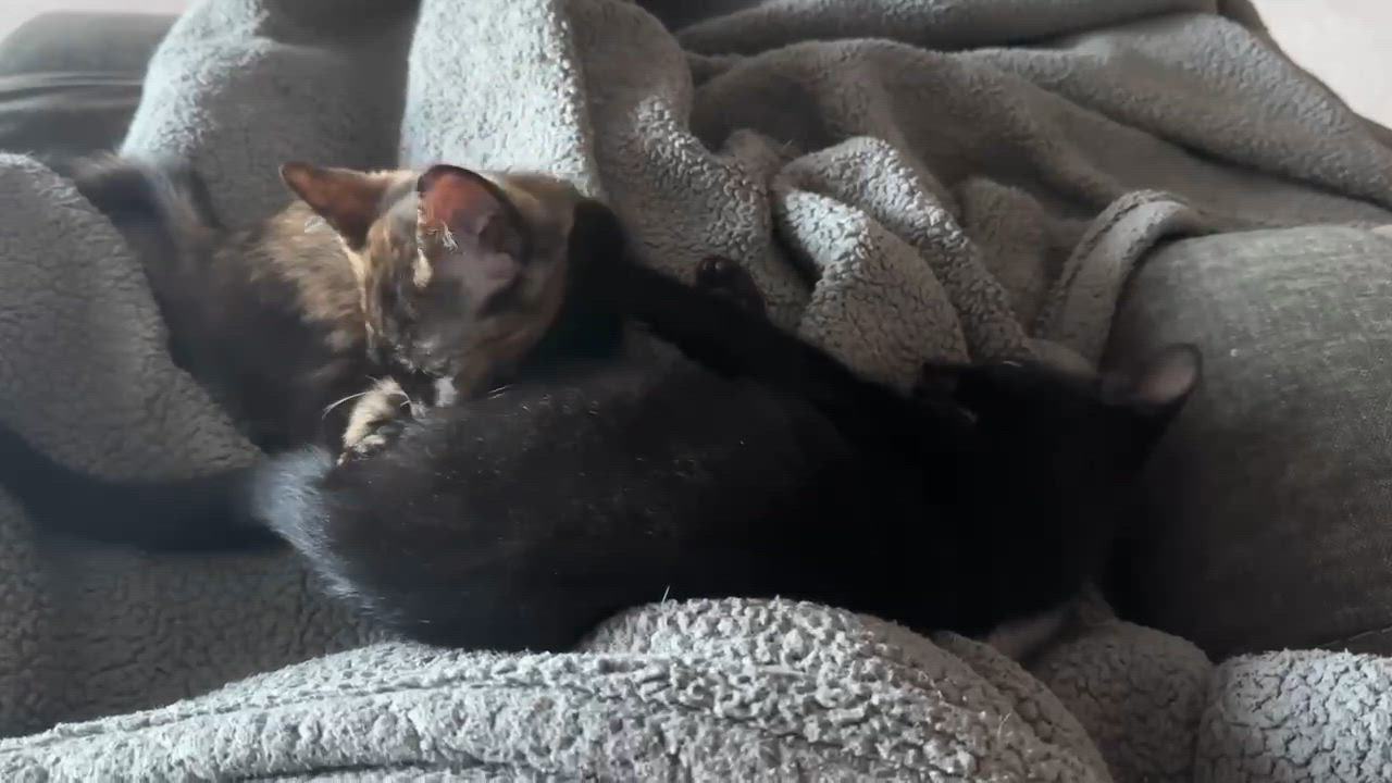 Enlarge Petey, a Adoptable mixed breed in san francisco, CA video 6/6