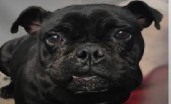 Pariza WV14185-T, Adoptable, Adult Female Pug.