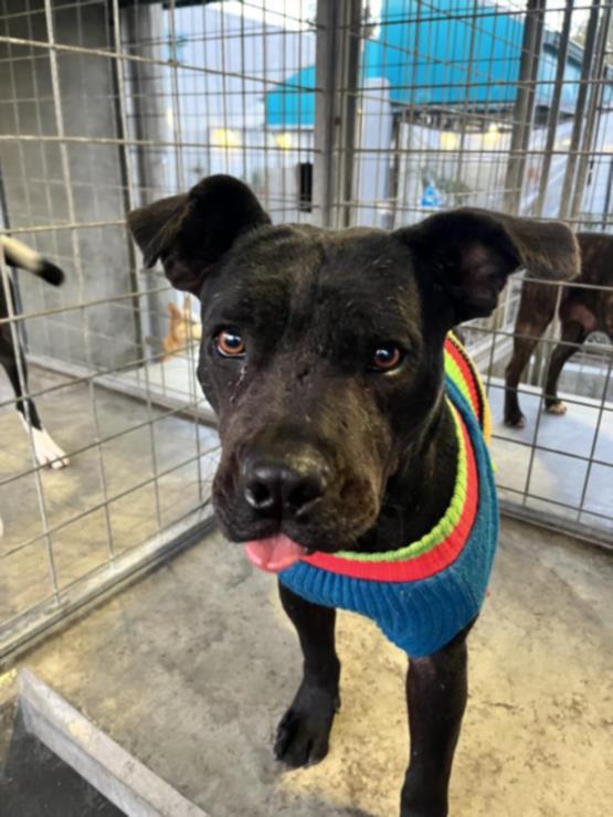 ELOISE, Adoptable, Young Female Cane Corso & Mixed Breed.