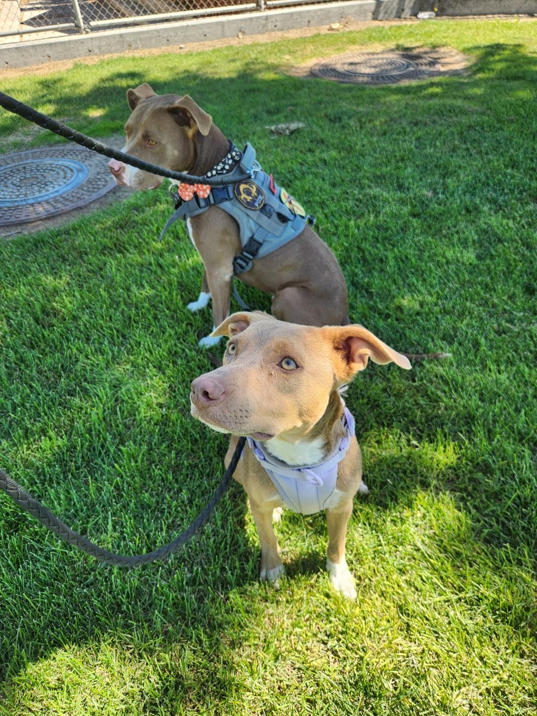Foxy, a Adopted mixed breed in Coronado , CA image 3/6
