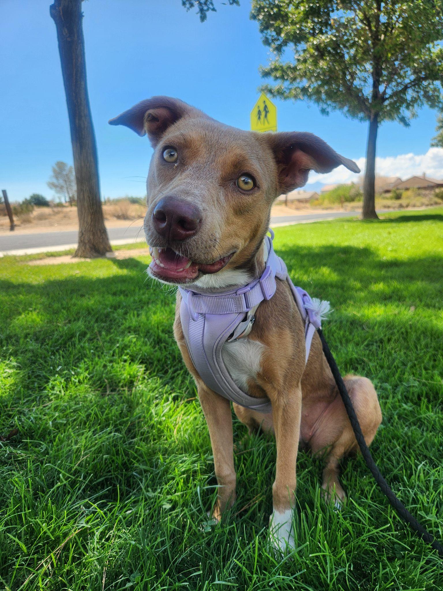Foxy, a Adopted mixed breed in Coronado , CA image 5/6