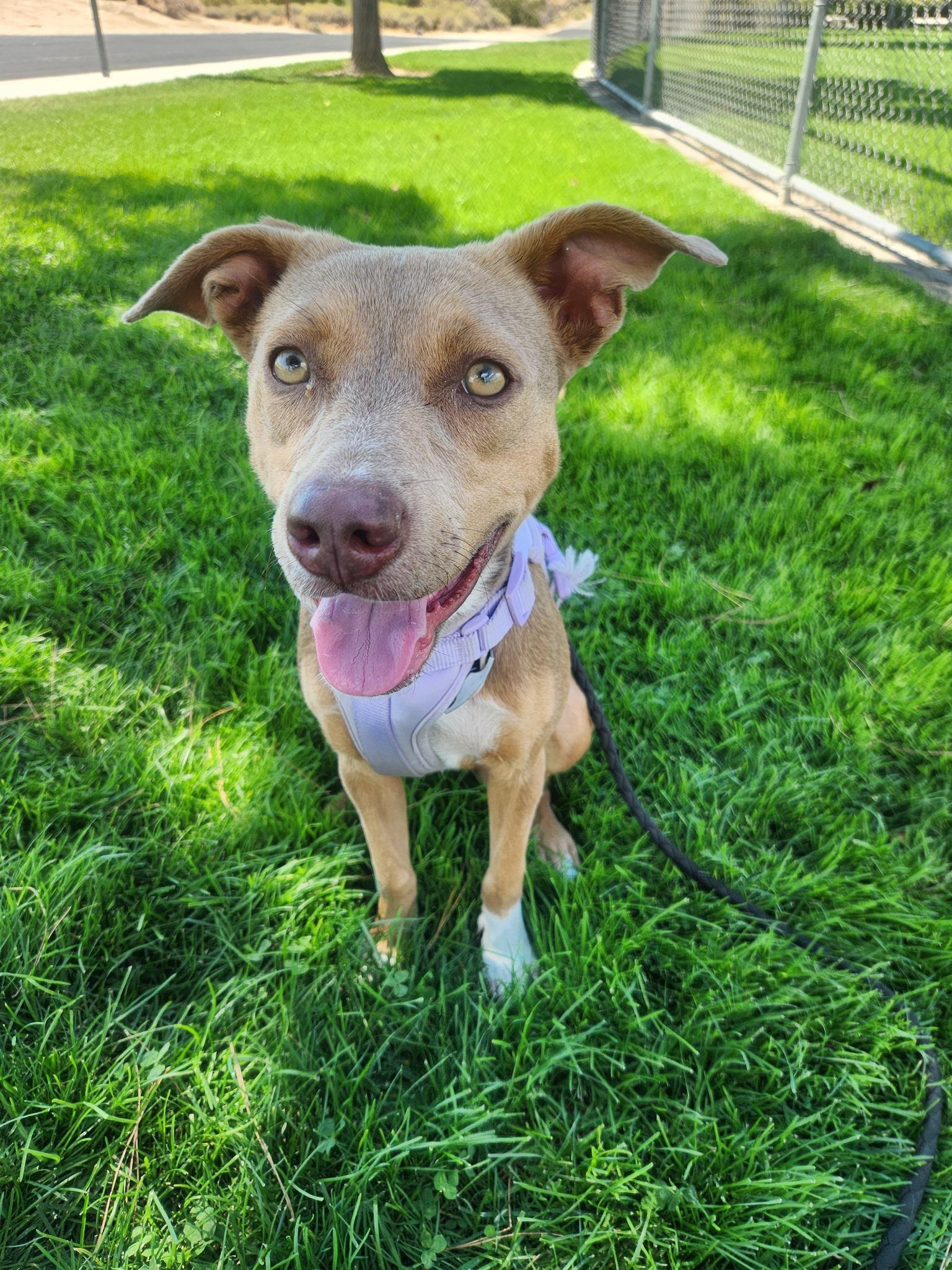 Foxy, a Adopted mixed breed in Coronado , CA image 4/6