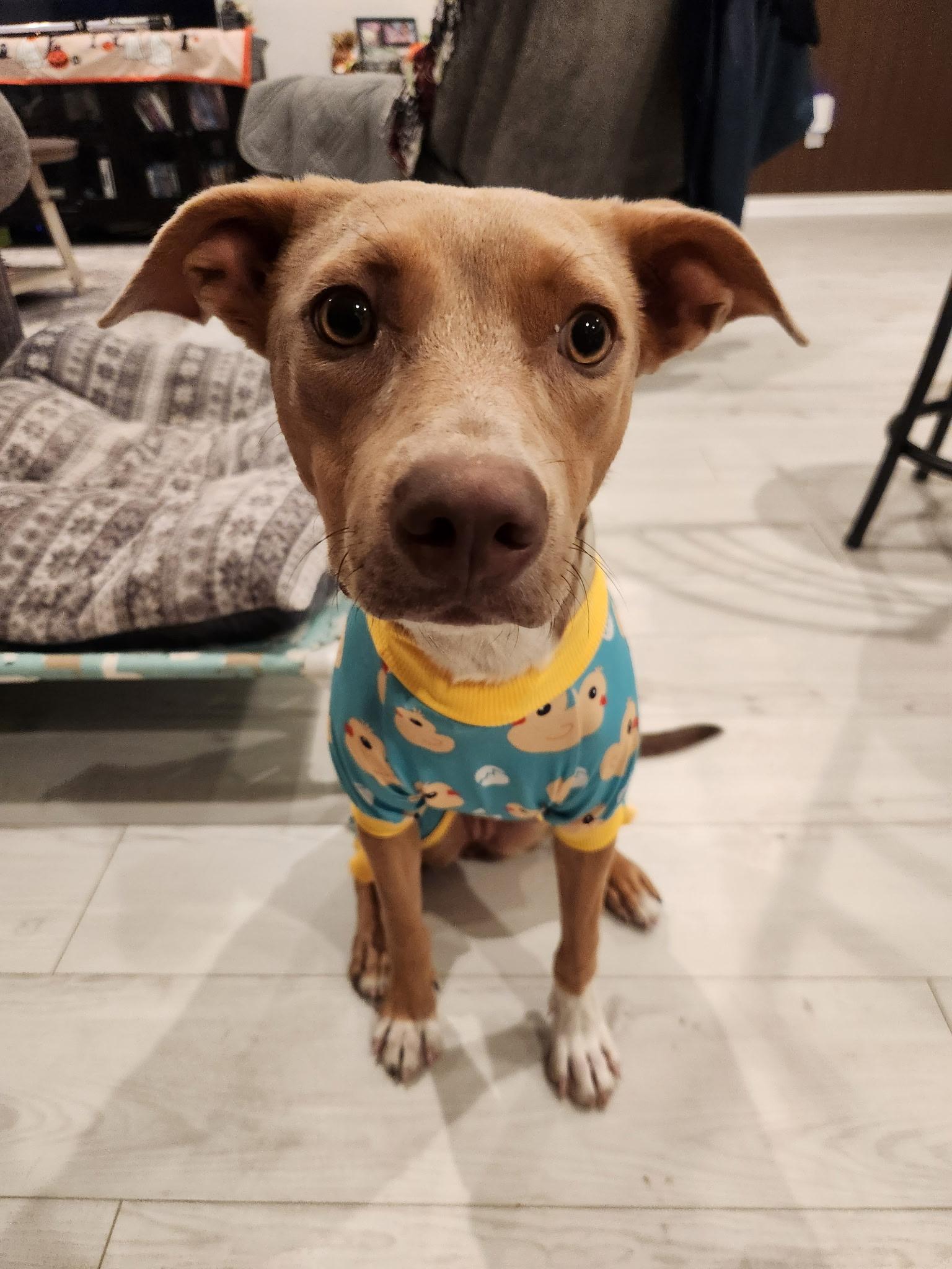 Foxy, Adopted, Young Female Mixed Breed.