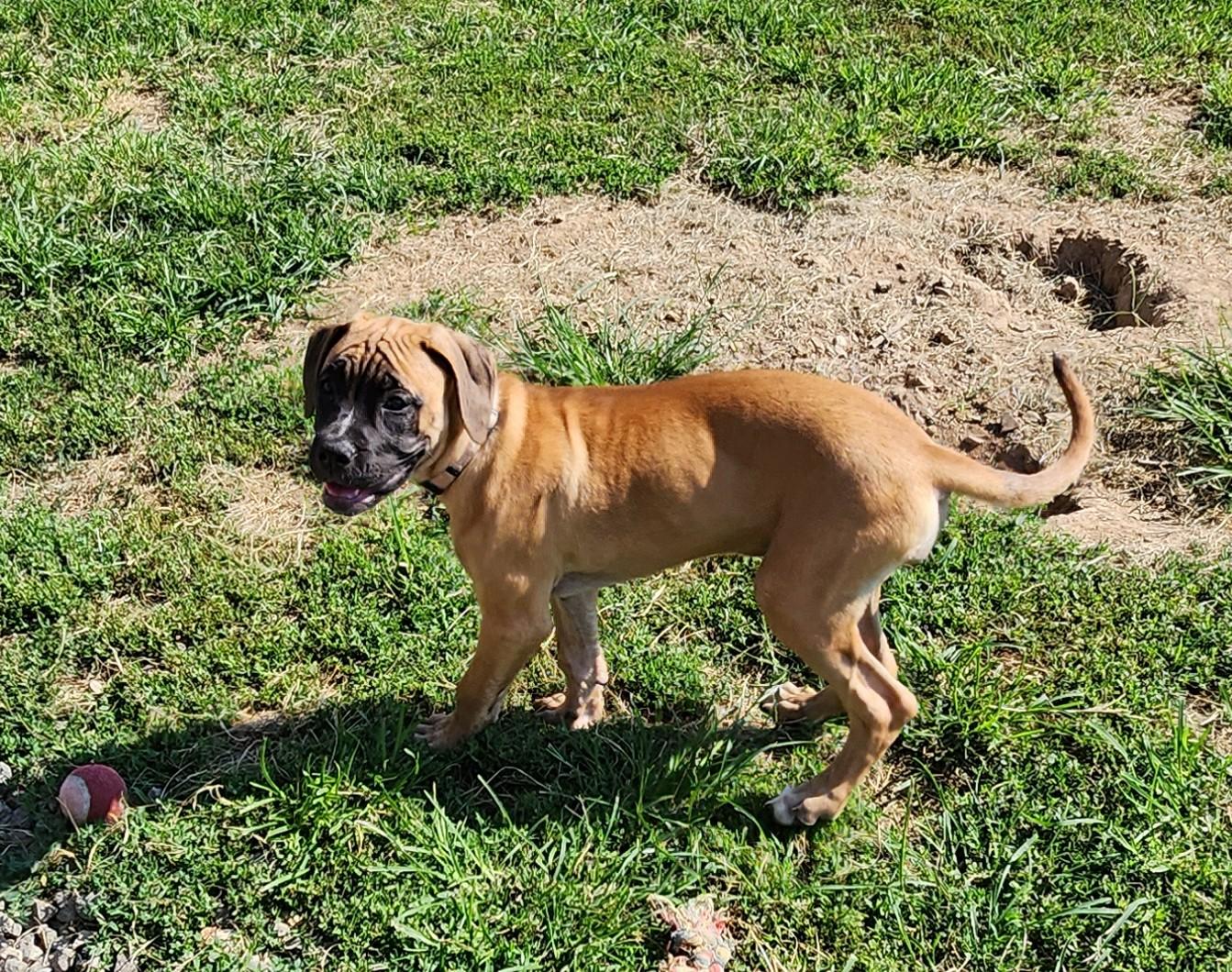 Light Pink, a ADOPTABLE mixed breed in Siloam Springs, AR image 3/6