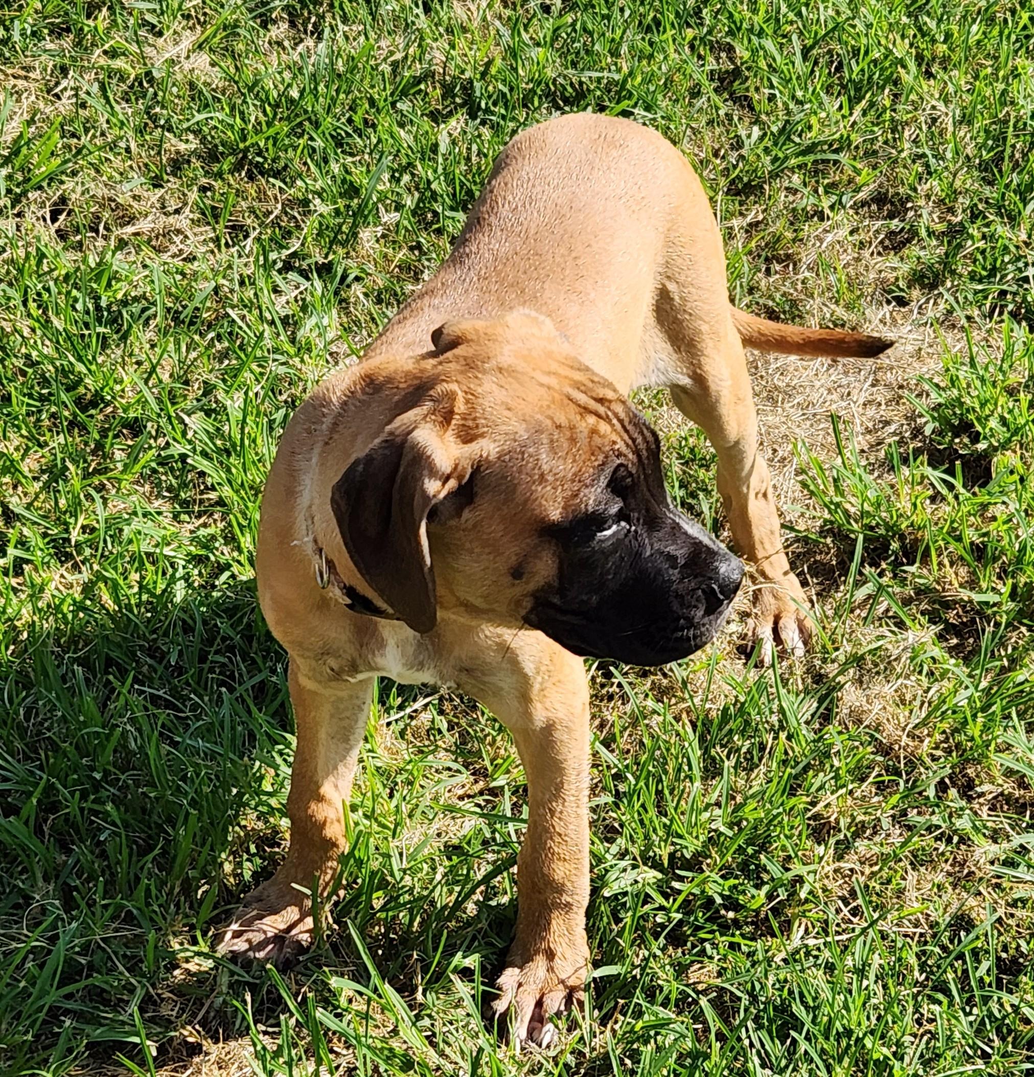 Light Pink, a ADOPTABLE mixed breed in Siloam Springs, AR image 5/6