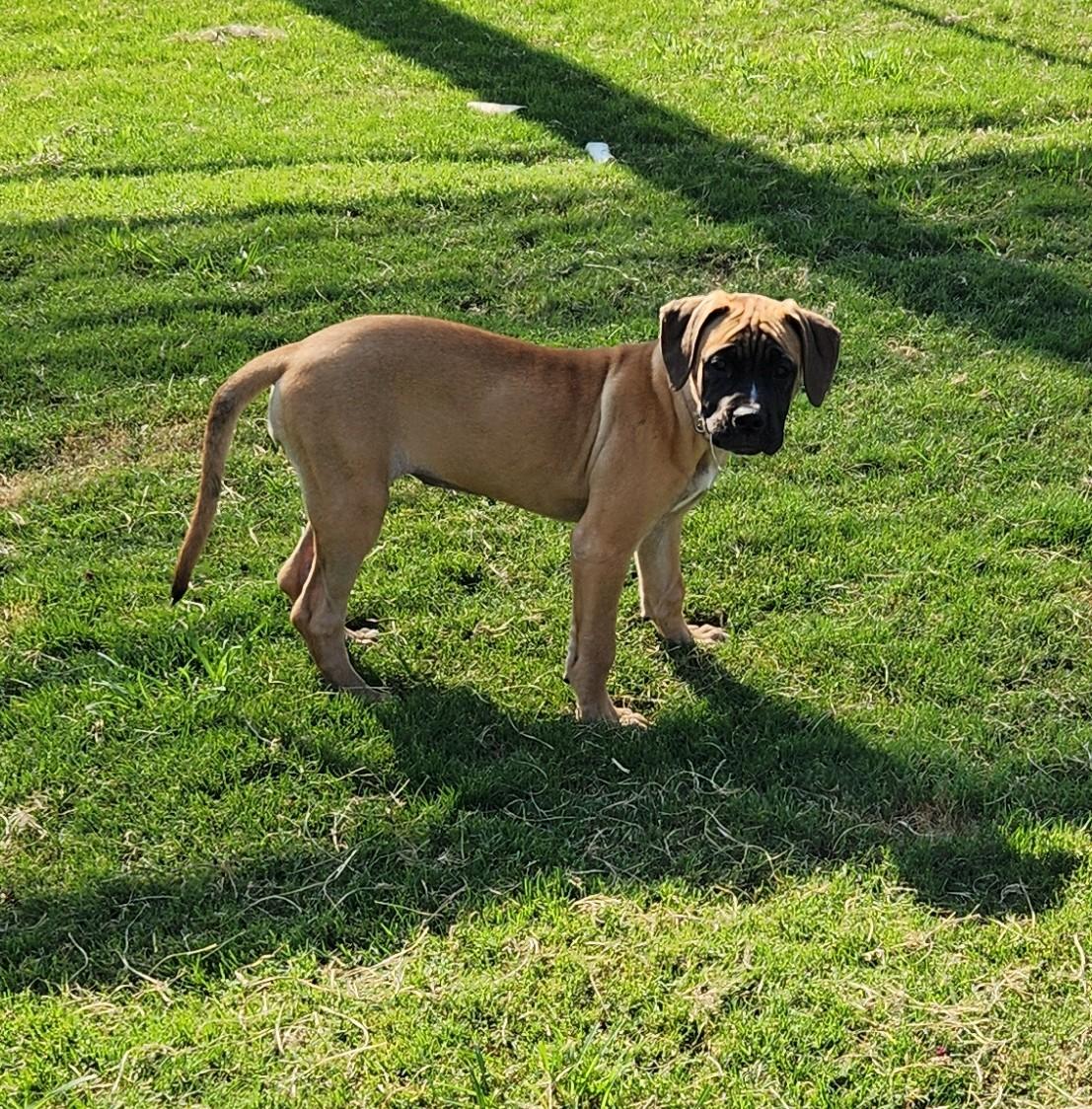 Light Pink, a ADOPTABLE mixed breed in Siloam Springs, AR image 4/6