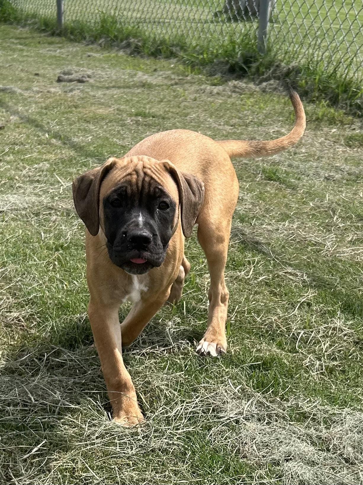 Light Pink, a ADOPTABLE mixed breed in Siloam Springs, AR image 6/6
