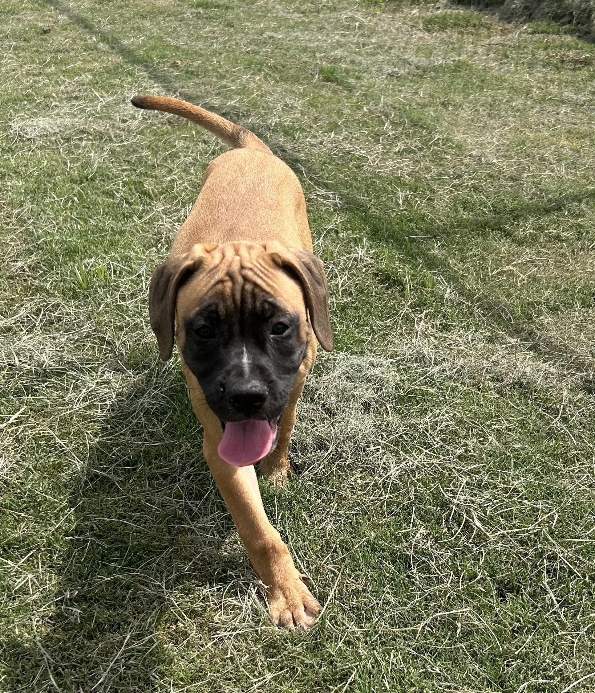 Light Pink, a ADOPTABLE mixed breed in Siloam Springs, AR image 1/6