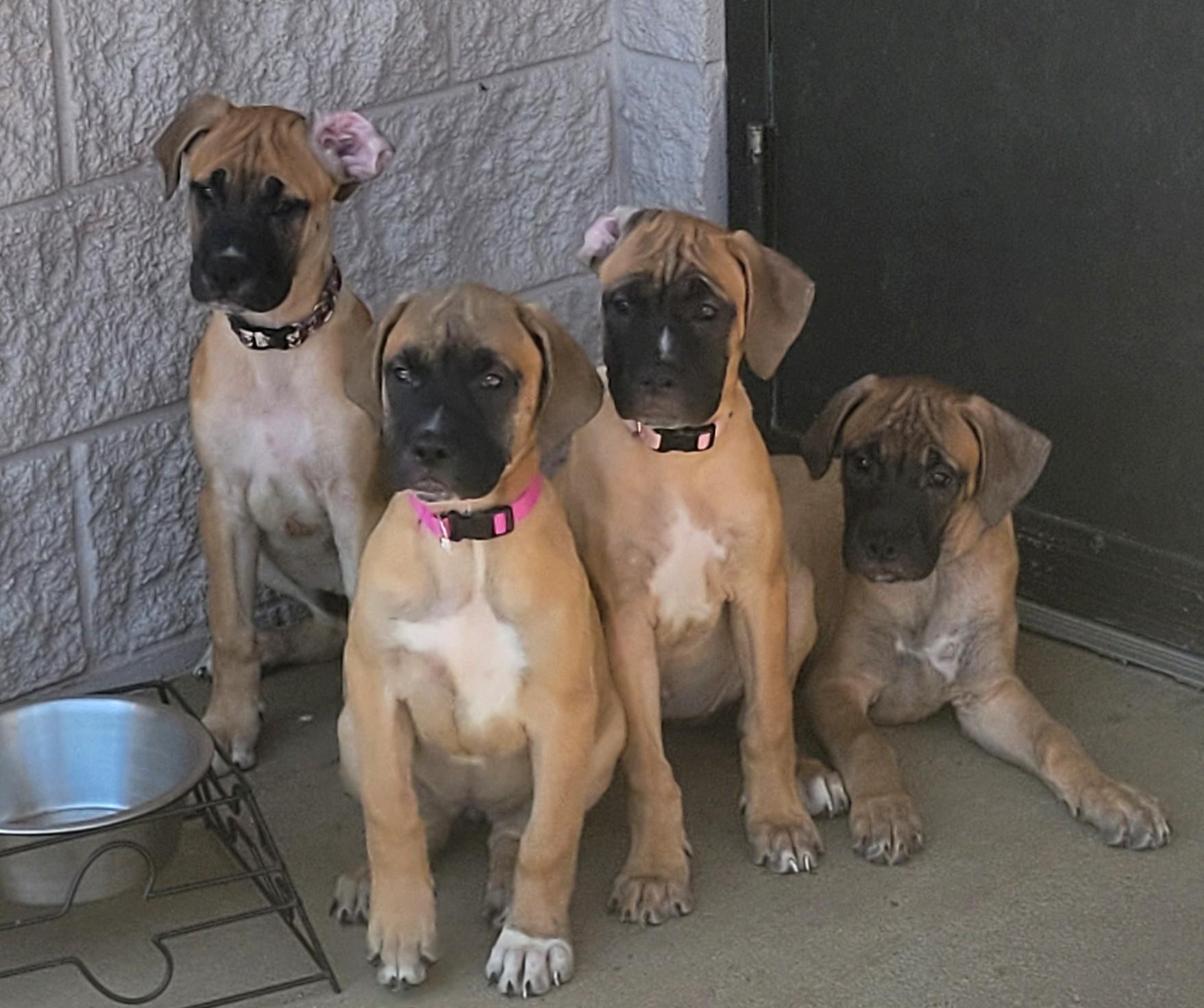 Light Pink, a ADOPTABLE mixed breed in Siloam Springs, AR image 2/6