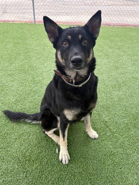 Enlarge LYRA, a Adoptable German Shepherd Dog in Castaic, CA image 1/1