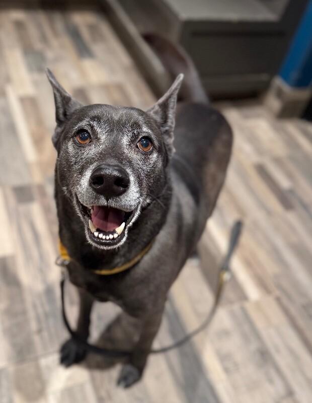 Aries, Adoptable, Adult Male Mixed Breed.