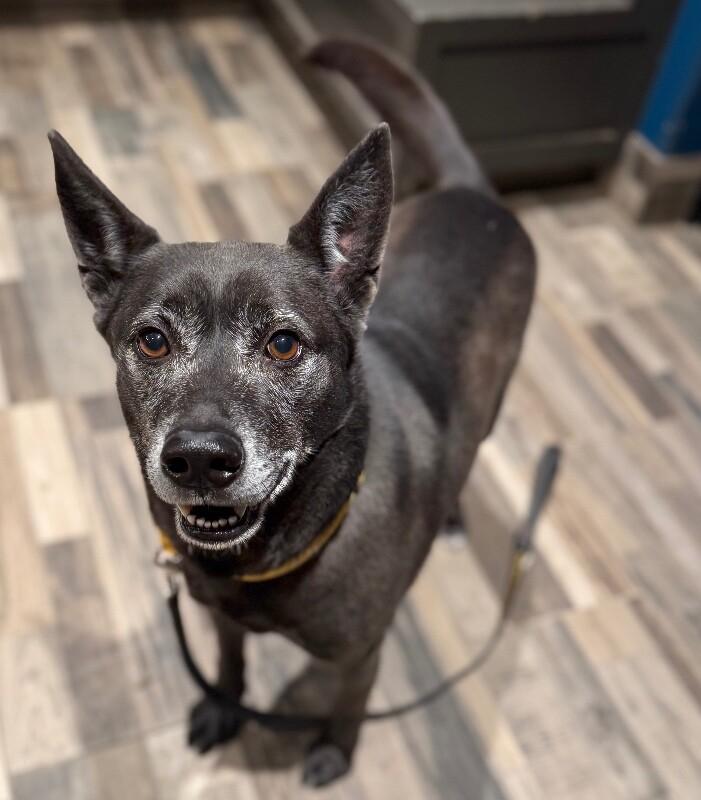 Aries, a Adoptable Mixed Breed in Osseo, MI image 2/3