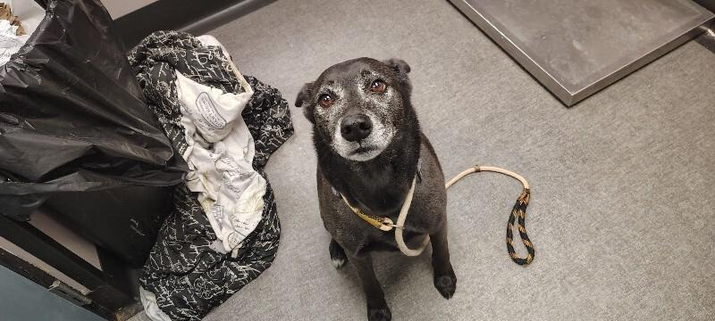 Aries, a Adoptable Mixed Breed in Osseo, MI image 3/3